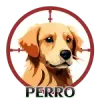 Perro