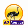 Avestruz