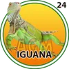 Iguana